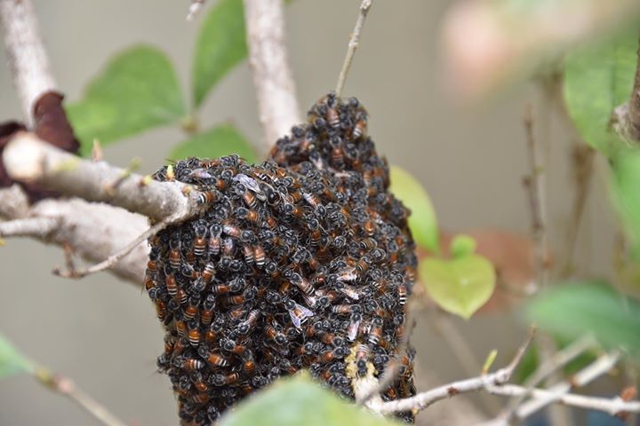 外來種的小蜜蜂- 城市養蜂Urban beekeeping